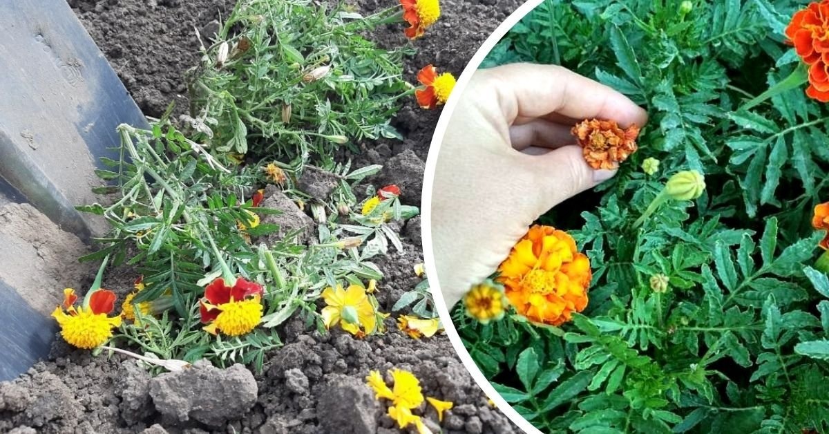 Улучшение почвы без химии с помощью бархатцев