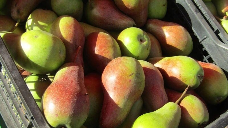      Фото: Минсельхоз Ставропольского края