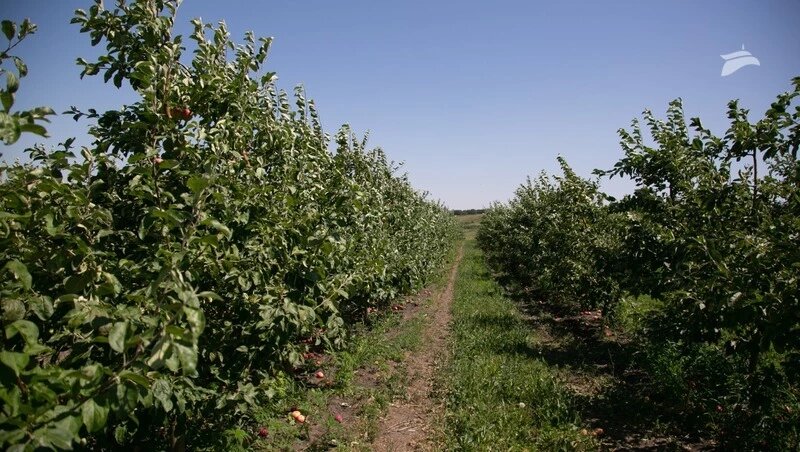    Площадь садов на Ставрополье ежегодно увеличивается на 500 га. Фото: Валерия Алтухова / / ИА «Победа26»