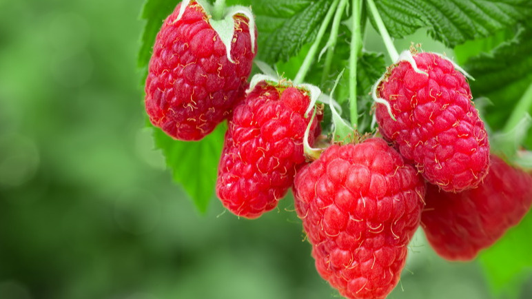 Результат правильной обрезки малины 