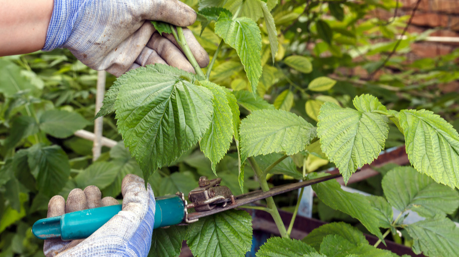 Правильные инструменты - половина успеха при обрезке малины