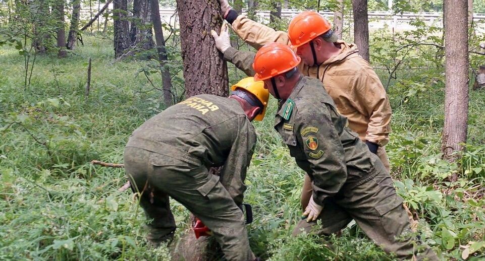    Комитет лесного хозяйства Московской области