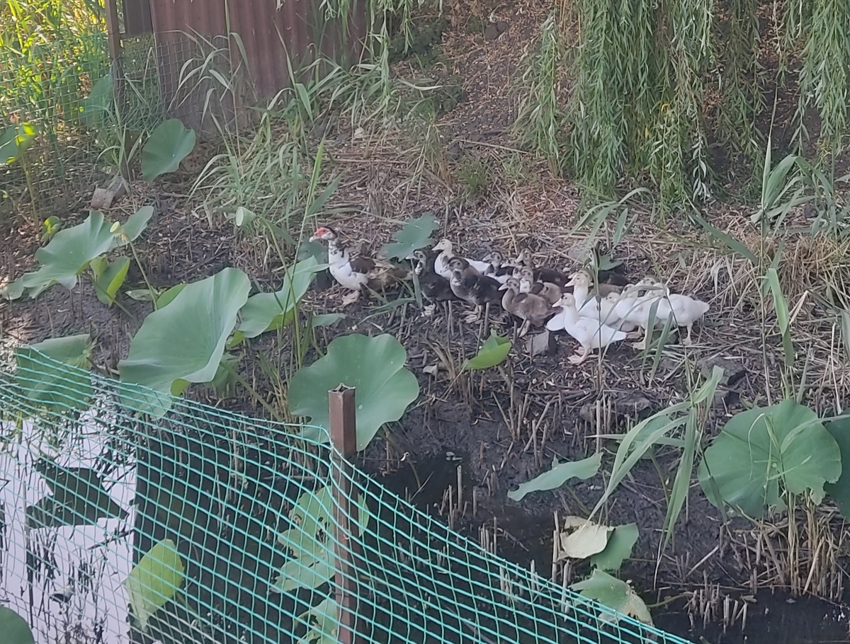 Редкий кадр в загоне по пути на свободу