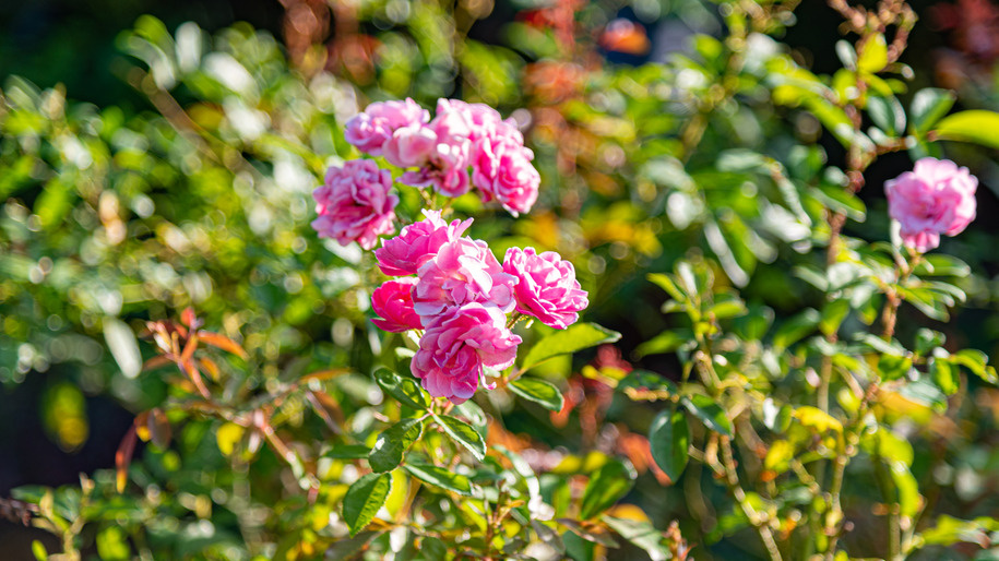 Так выглядят розы после правильной обрезки