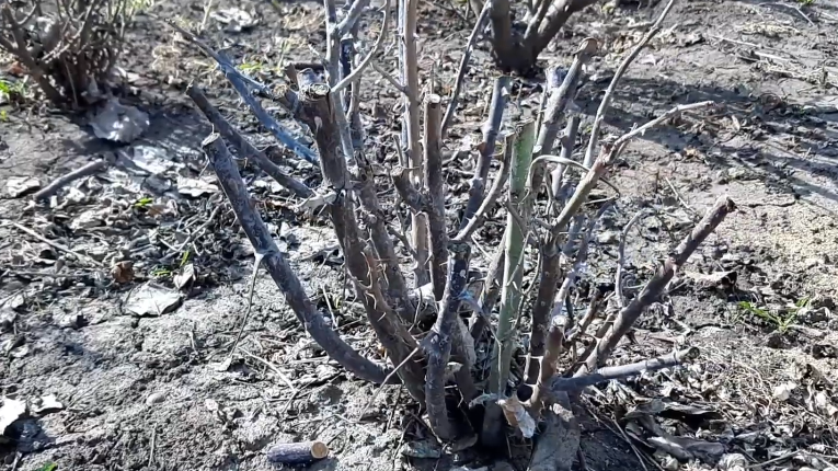 Результат поздней обрезки - незрелые побеги погибли от первых заморозков