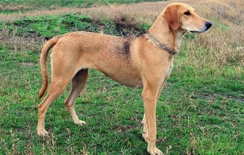 Это просто русская гончая.