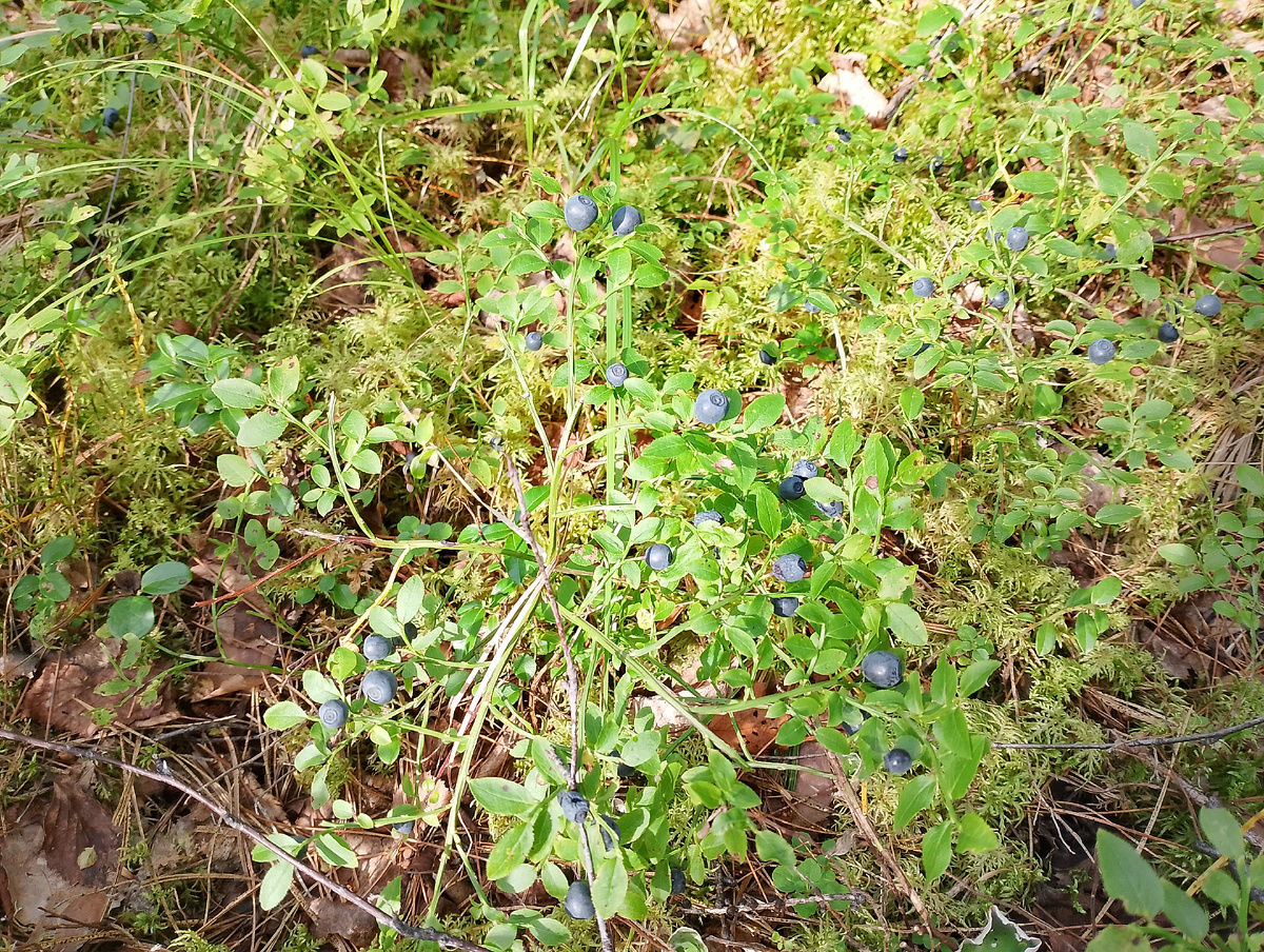 Черника 🫐. Фото 📷 автора.