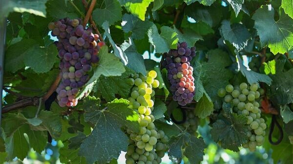    © Telegram Михаил Развожаев