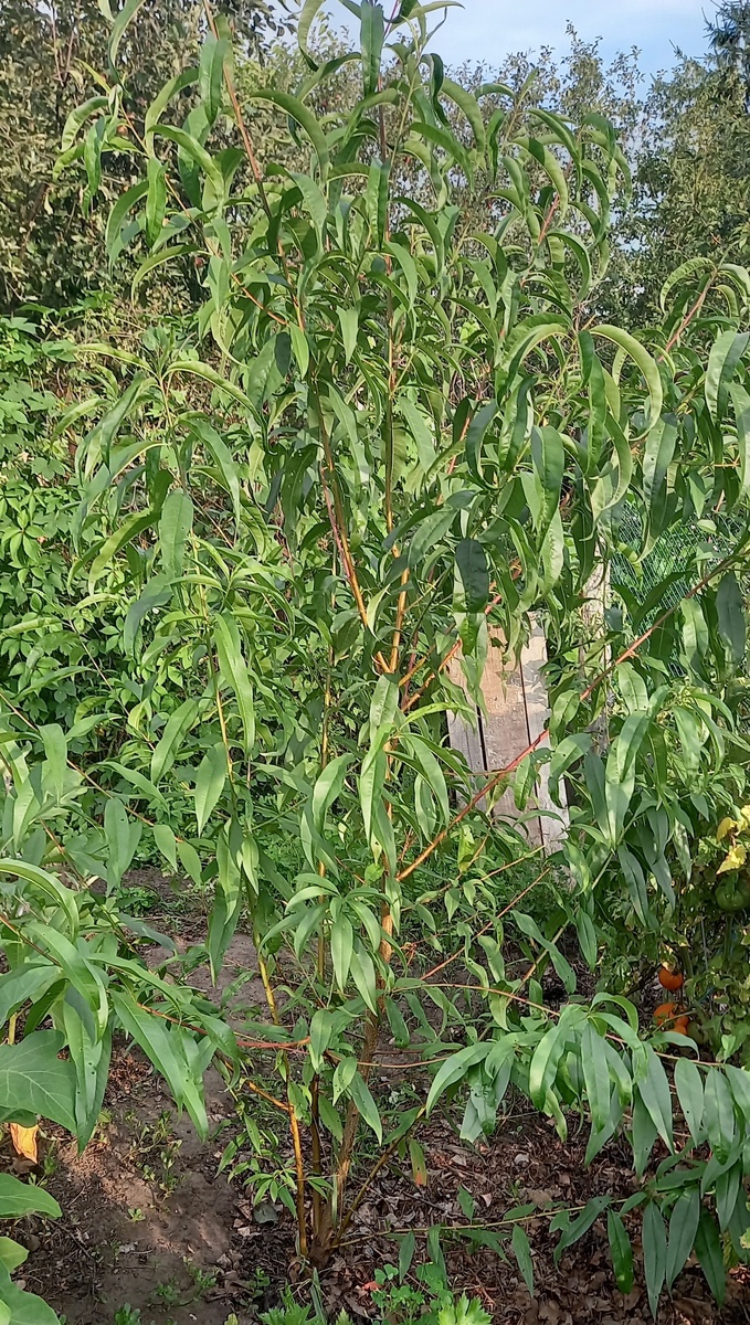 На смену старому дереву персиков растет уже замена- саженец-трехлеток из своих косточек. Весной буду формировать его в виде чаши.