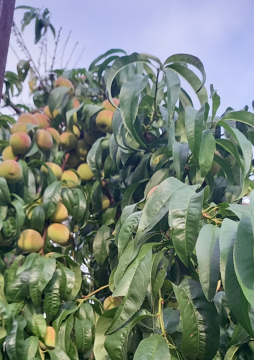 персики уже наливаются. Под весом плодов они согнулись до земли.