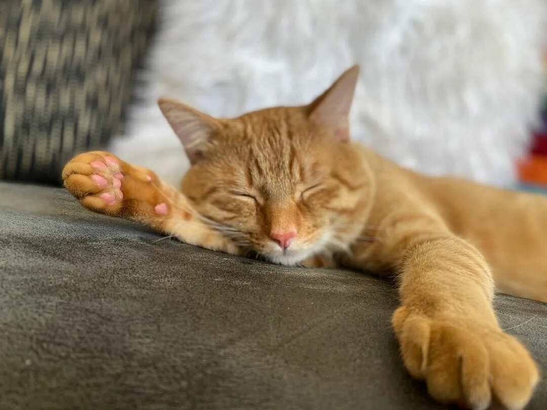 Фото из Интернета.