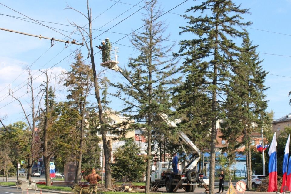    Снос аварийных деревьев в Барнауле. Источник: barnaul.org
