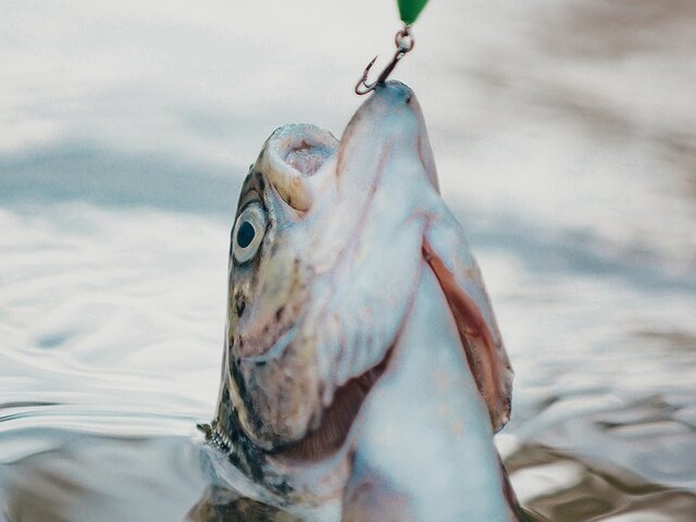    Фото: 123RF/tverdohlib