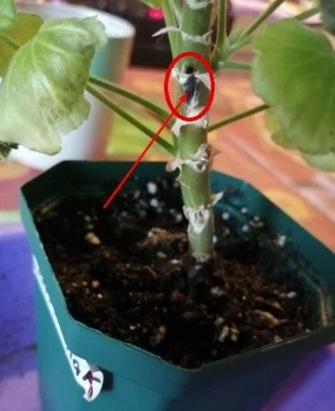 Стеблевая гниль на моей зональной пеларгонии.