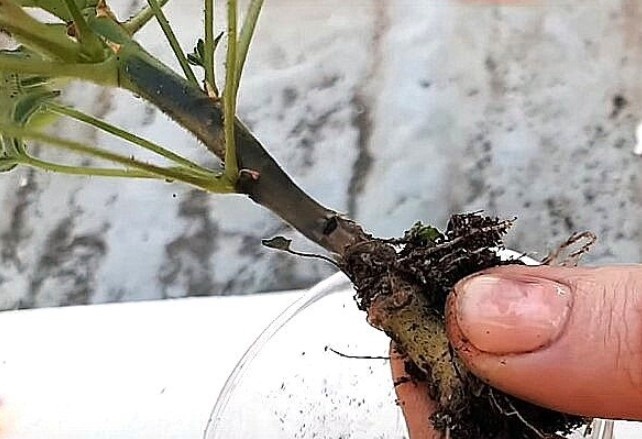 Корневая гниль на пеларгонии.