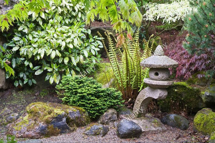 На фото возле каменного фонаря торо – папоротник страусник. Фото из открытых источников.