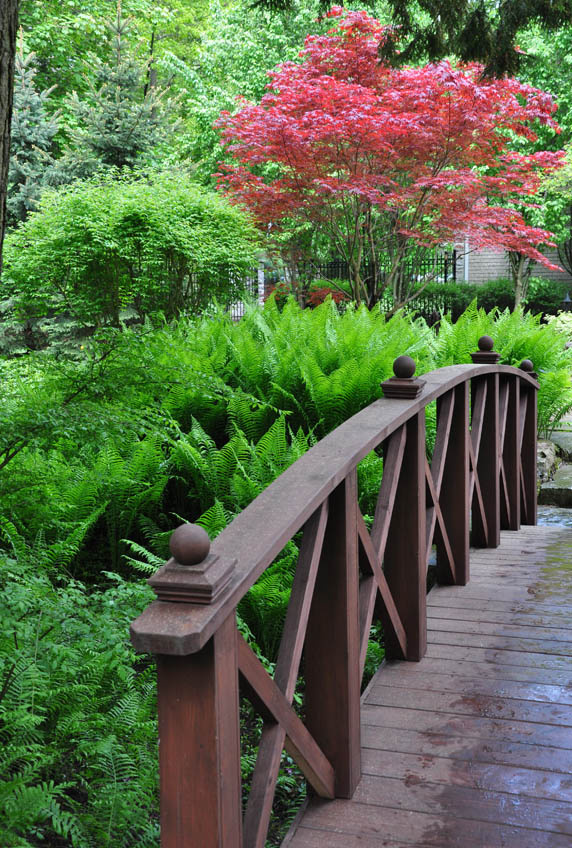 Здесь папоротник (тоже страусник) оттеняет клен в осенней окраске. Фото из открытых источников.