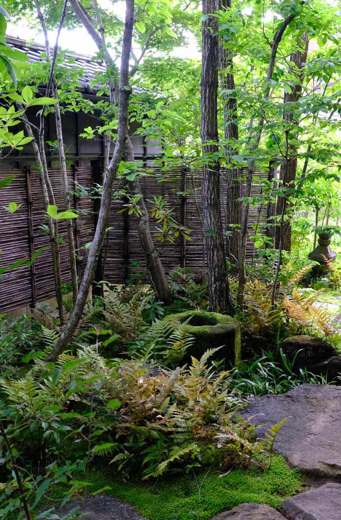 Место дляч папоротников и мхов – самый тенистый уголок сада. Здесь они чувствуют себя хорошо. Фото из открытых источников. 