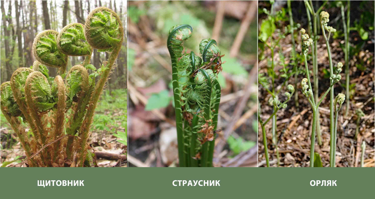 Три разновидности моих папоротников весной. Именно в таком состоянии Страусник и Орляк собирают в пищу. На фото хорошо видно, что побеги у орляка "ветвятся". Щитовник в пищу не употребляют.
