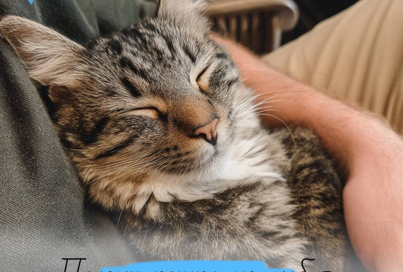 Почему кошки не любят сидеть на руках?