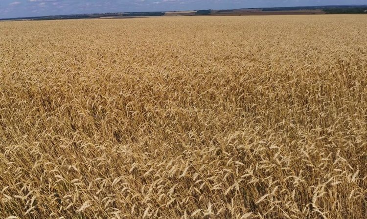    Фото: Лукьянов Дмитрий, AgroXXI.ru