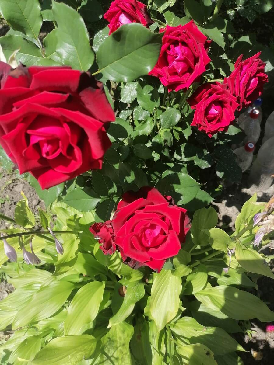 Розы на даче, фото автора