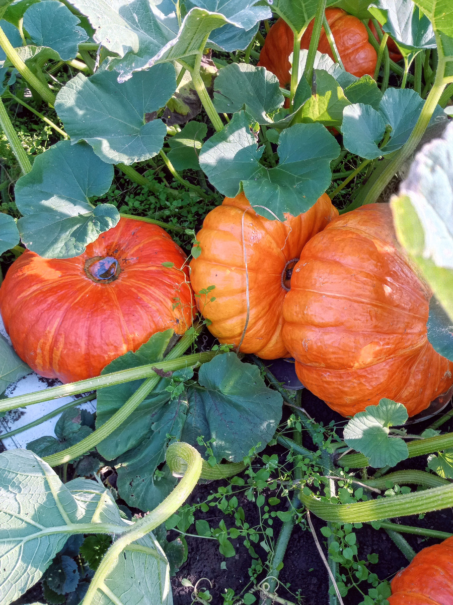                        На исходе лета.