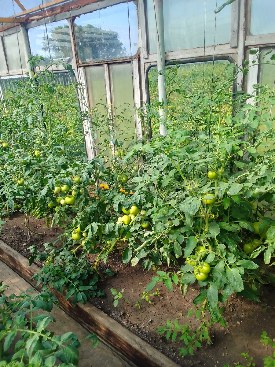          Вот они в июле 2024, правда, ещё не                     "стриженные",лохматые.