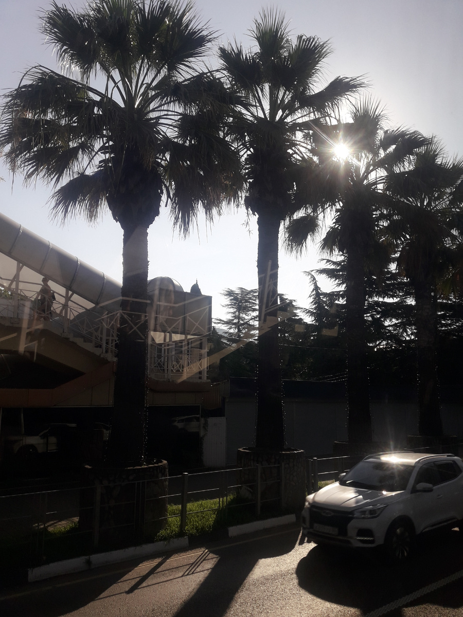 Пальмы в Лазоревском.