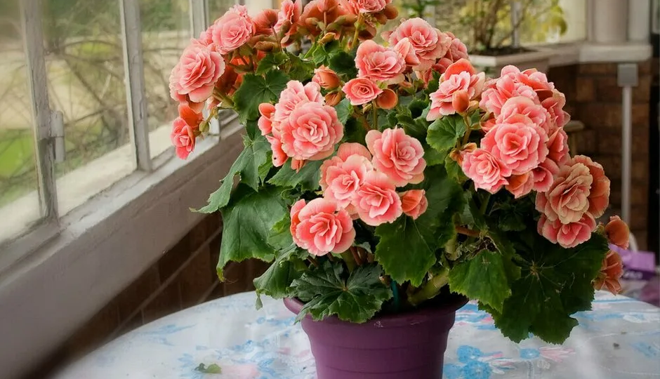 Борная кислота для домашних цветов: цветение на подоконнике круглый год