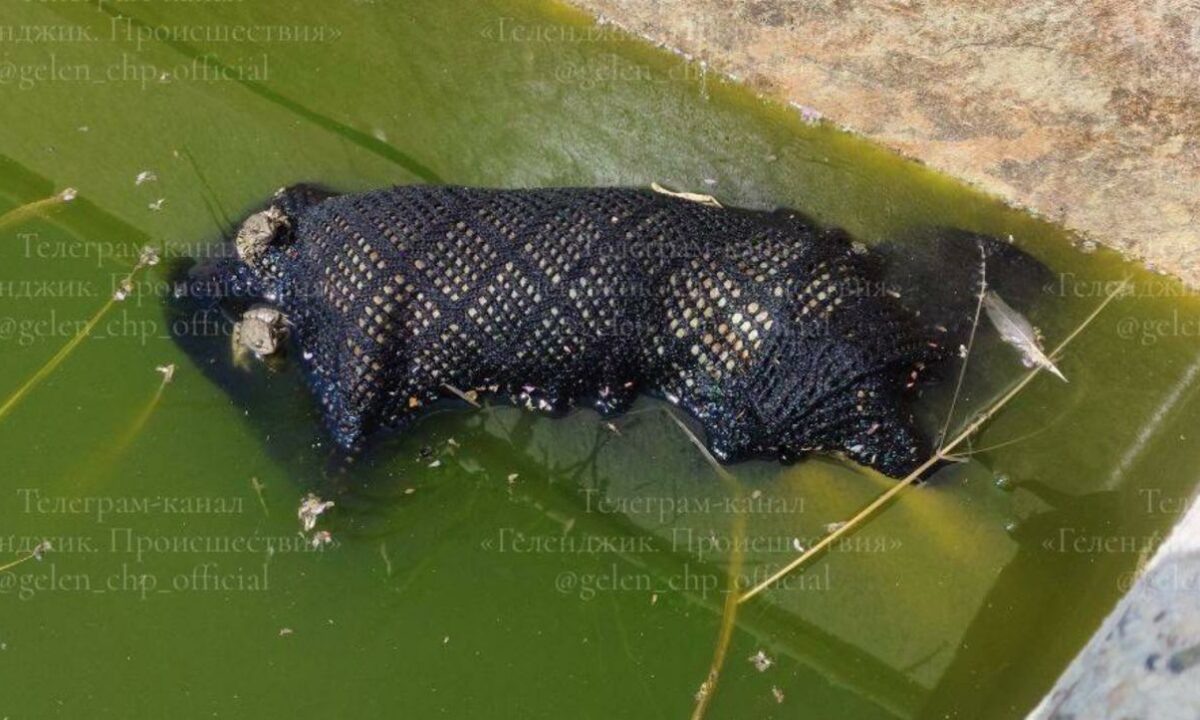    Фото t.me/gelen_chp_official