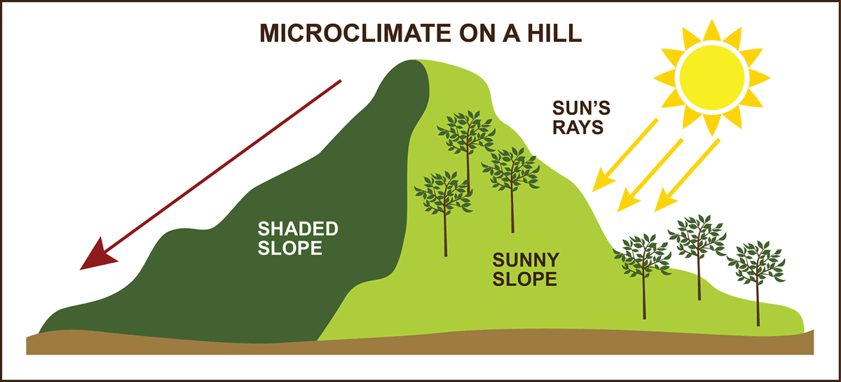 В любом случае, правильная экспозиция это действительно залог успеха, солнечный свет очень важен для виноградной лозы