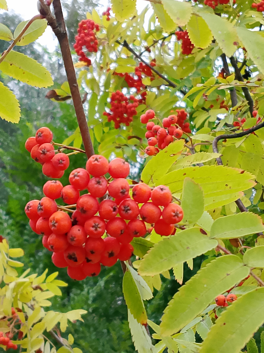 Фото автора.