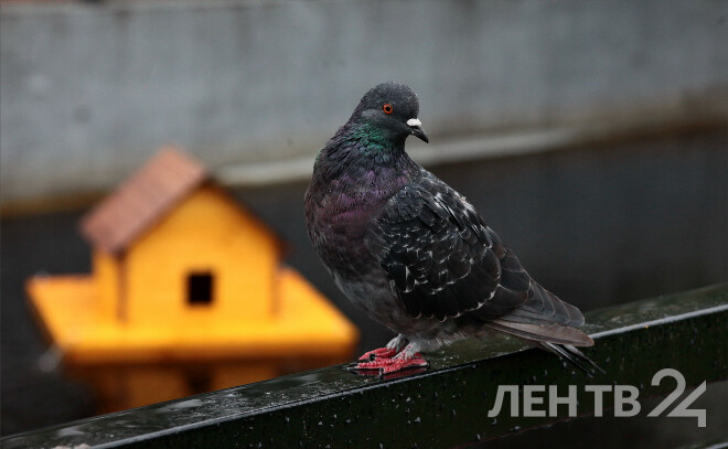    © Анастасия Илюшина / ЛенТВ24