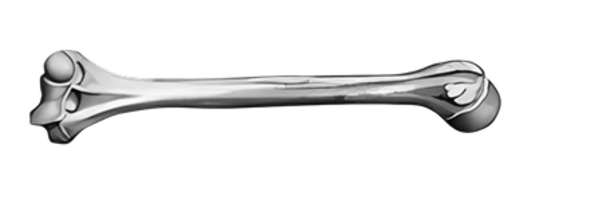 Длинные кости — кости с длинным трубчатым диафизом (телом). К ним относятся бедренная, большая и малая берцовые, плечевая кость и кости предплечья.