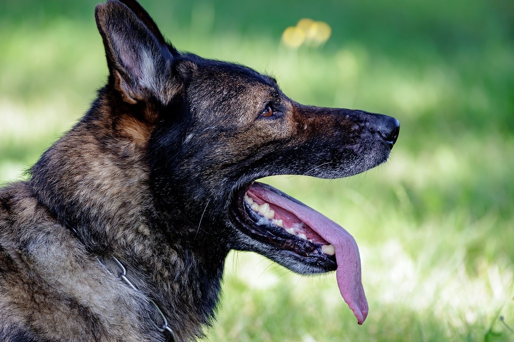    Фото © Дмитрий Дубинский / Абзац