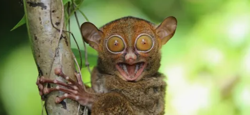 Какой он смешной!