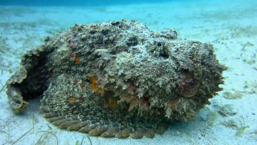 Не верится что это рыба а не камень?