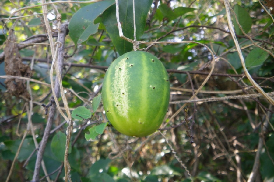 Дикий огурец. Фотография из интернета