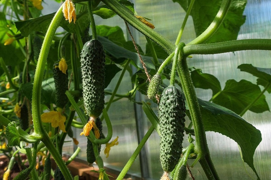 Современный огурец-корнишон. Фотография из интернета