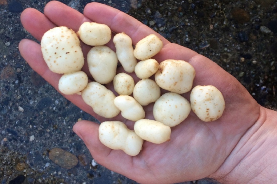 Дикий картофель Solanum Acaule. Фотография из интернета