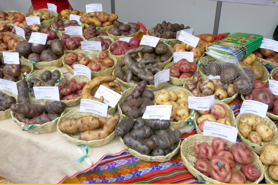 Традиционные сорта картофеля в Перу. Фотография из интернета