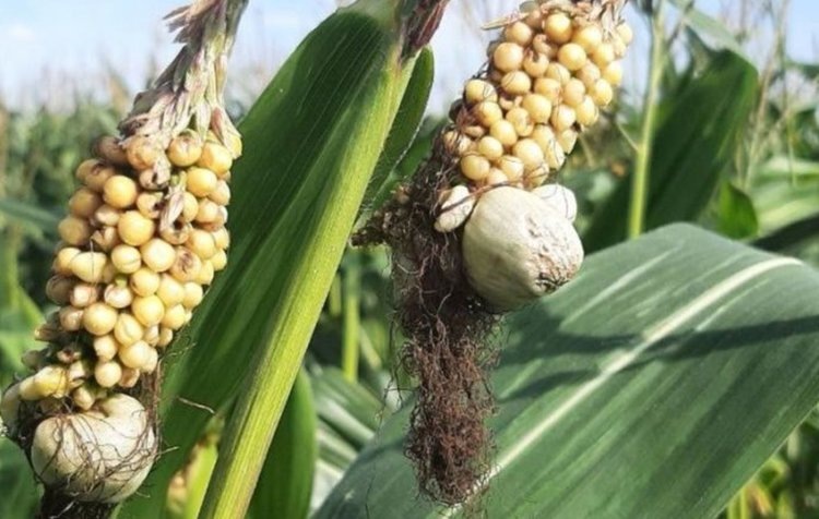    Фото: Филиал ФГБУ «Россельхозцентр» по Челябинской области,