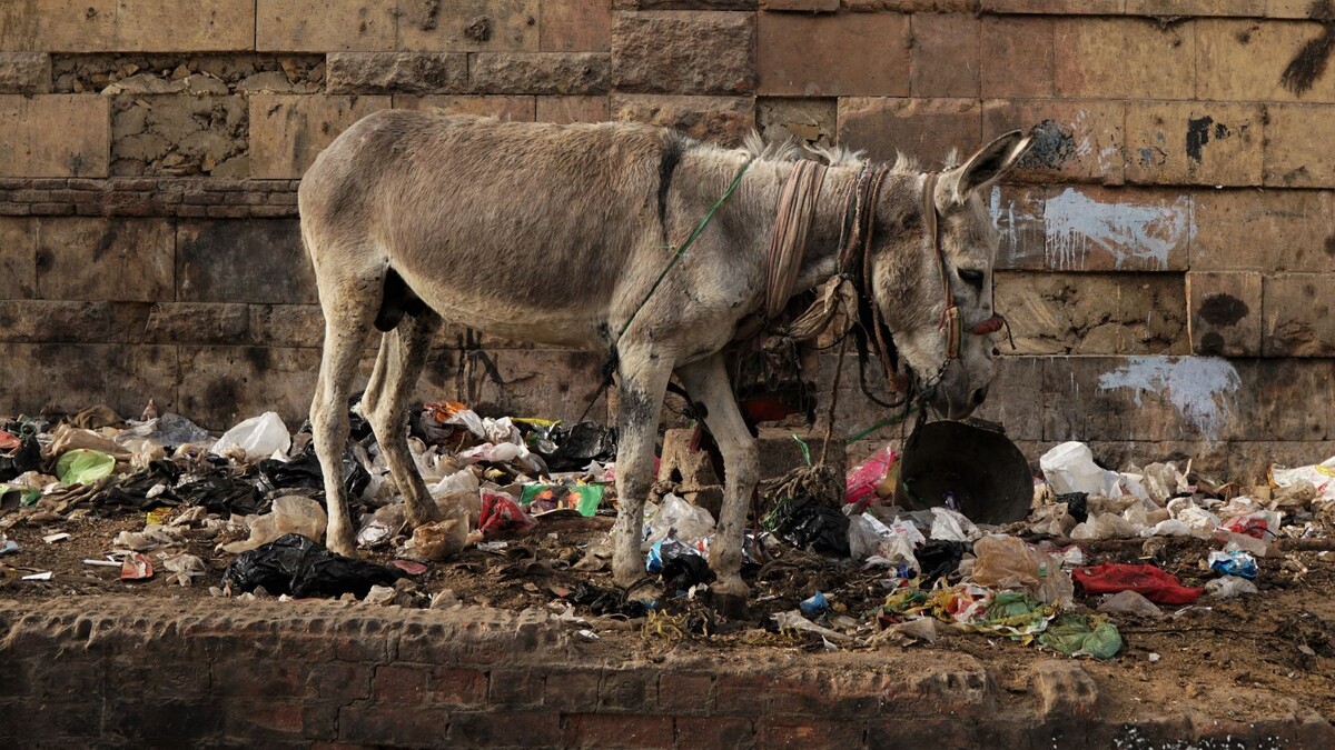 Все умерли. Остался один. 