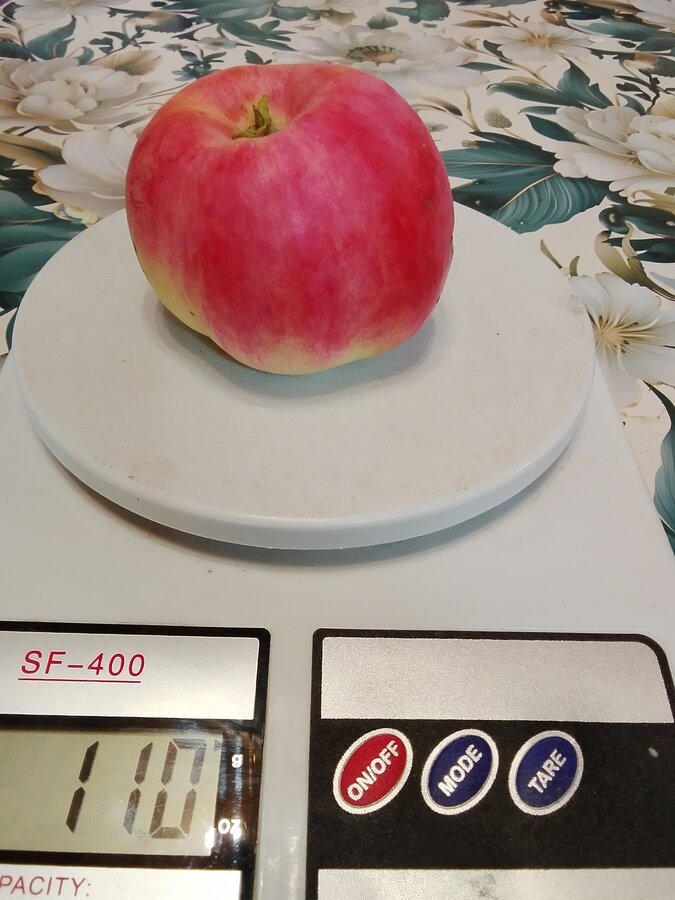 средний размер яблок сеянца