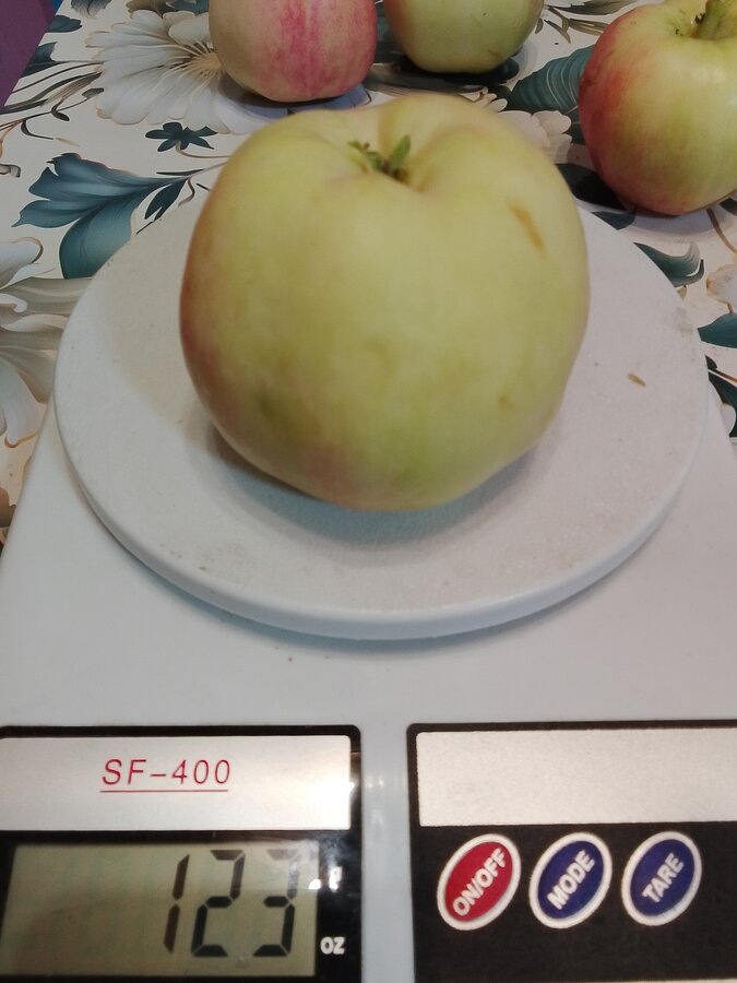 самое крупное яблочко сеянца