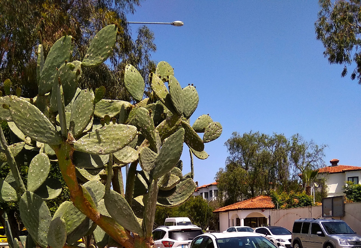 Кактус в Кирише