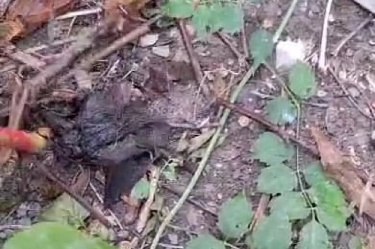    В Новороссийске из унитаза спасли летучую мышь