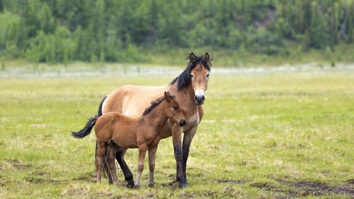    Фото: Федор Воронов/«Ямал-Медиа»