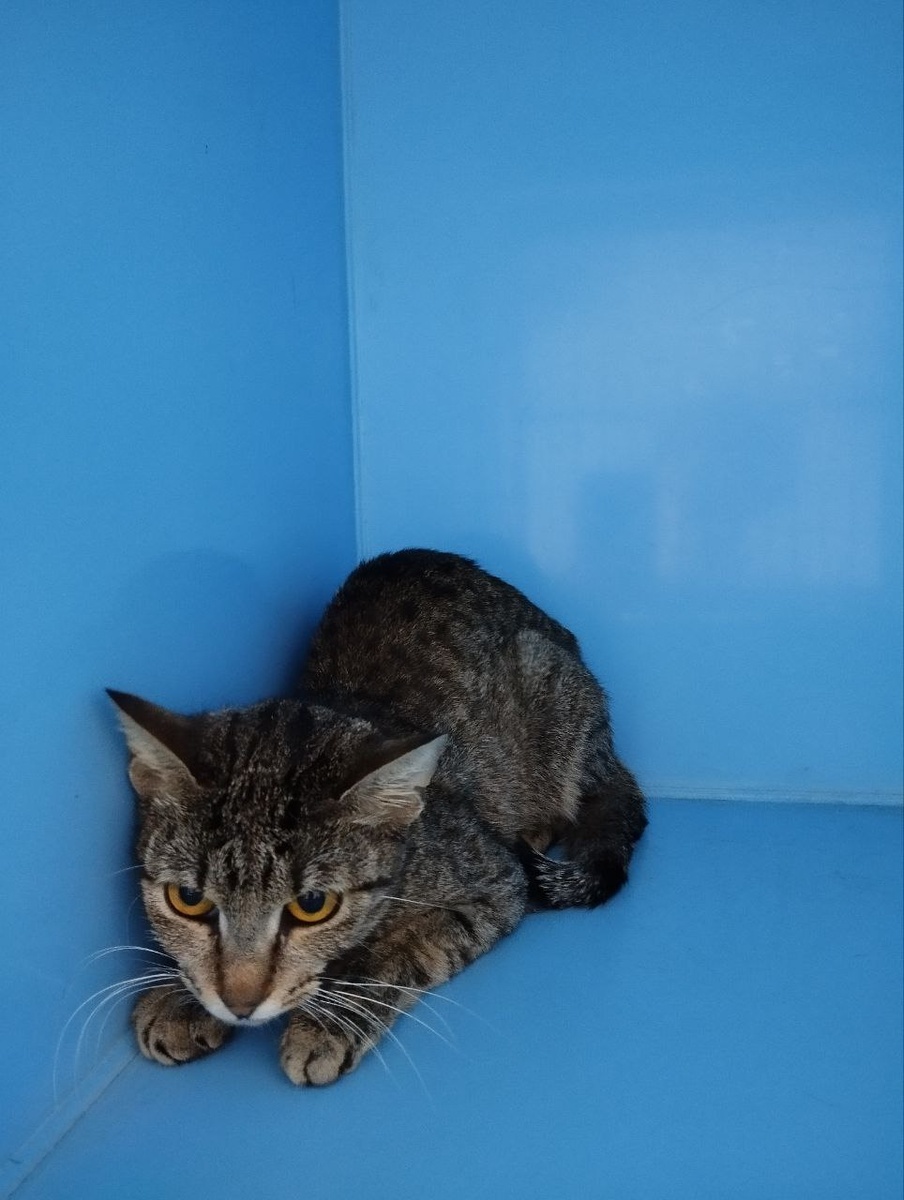 Вот как-то так это выглядит